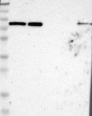 NBP1-92004 - Host cell factor 2 / HCFC2