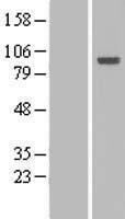NBL1-11469 - Host cell factor C2 Lysate