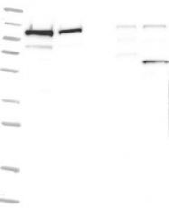 NBP1-89662 - Heat shock protein 105 / HSP105