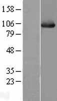 NBL1-11769 - Hsp105 Lysate