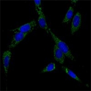 NBP1-51592 - Heat shock protein 70 / HSP70