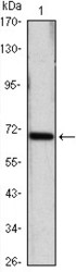 NBP1-51592 - Heat shock protein 70 / HSP70