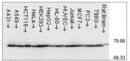 NB110-61582 - Heat shock protein 70 / HSP70