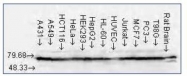 NB110-96425 - Heat shock protein 70 / HSP70