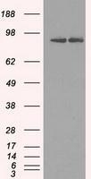 NBP1-47799 - HSP90AB1 / HSP90 beta