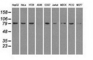 NBP1-47799 - HSP90AB1 / HSP90 beta