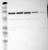 NBP1-86185 - HSPA2