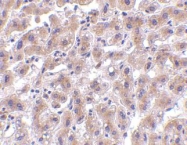 NBP1-76637 - HTRA2 / PRSS25