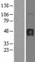 NBL1-07815 - Hydrogen Potassium ATPase Beta Lysate