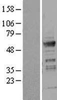 NBL1-11801 - ICA1 Lysate