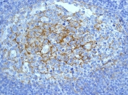 NBP1-95583 - CD54 / ICAM1