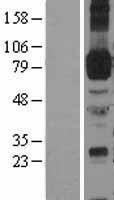 NBL1-11804 - ICAM1 Lysate