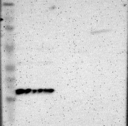 NBP1-87963 - ICT1 / DS1
