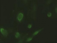 NBP1-47803 - ID2 / BHLHB26