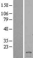 NBL1-11814 - ID2 Lysate