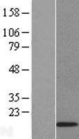 NBL1-11815 - ID3 Lysate