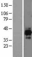 NBL1-11819 - IDH3A Lysate