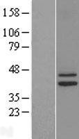 NBL1-11821 - IDH3G Lysate