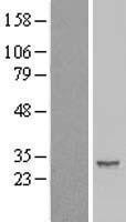 NBL1-11824 - IER2 Lysate