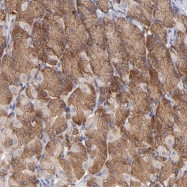 NBP1-87955 - EIF3L / EIF3EIP