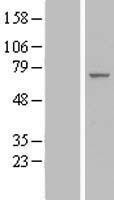 NBL1-10193 - IF3EI Lysate