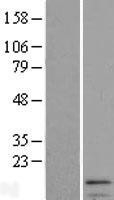 NBL1-11827 - IFI27 Lysate