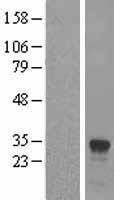 NBL1-11828 - IFI30 Lysate