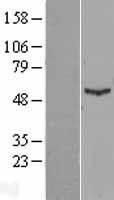 NBL1-11834 - IFIT1 Lysate