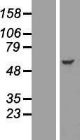 NBL1-11835 - IFIT2 Lysate