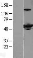 NBL1-11836 - IFIT3 Lysate
