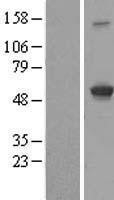 NBL1-11837 - IFIT3 Lysate