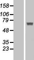 NBL1-11838 - IFIT5 Lysate