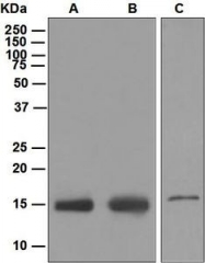 NBP1-95757 - IFITM3