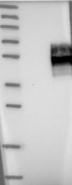 NBP1-90223 - IFNGR2 / IFNGT1