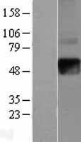 NBL1-11853 - IFN gamma Receptor beta Lysate