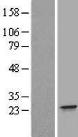NBL1-11843 - IFNA21 Lysate