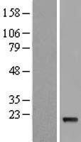 NBL1-11844 - IFNA5 Lysate