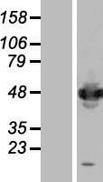 NBL1-11854 - IFRD1 Lysate