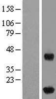 NBL1-11858 - IFT20 Lysate