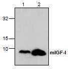 NBP1-45641 - Insulin-like growth factor I / IGF1