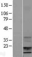 NBL1-11866 - IGF1 Lysate