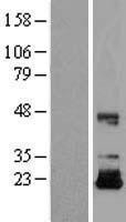 NBL1-11868 - IGF2 Lysate