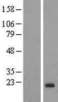 NBL1-11869 - IGF2 Lysate