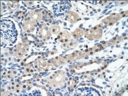 NBP1-59109 - IGSF1 / PGSF2