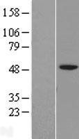 NBL1-11882 - IGSF11 Lysate