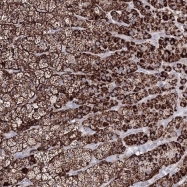 NBP1-93676 - IGSF9