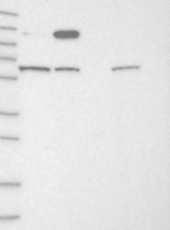 NBP1-93676 - IGSF9