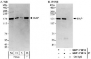 NBP1-71919 - ELP1 / IKBKAP