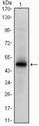 NB100-2184 - Interleukin-1 alpha / IL-1A