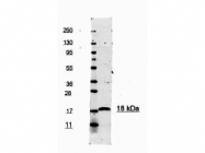 NBP1-42753 - Interleukin-1 beta / IL-1B